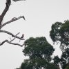 Schildhornvogel (Helmeted Hornbill), Danum Valley